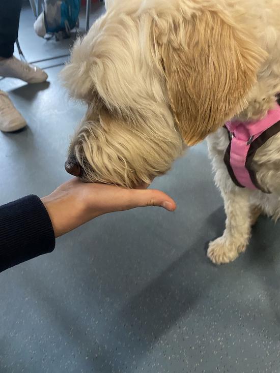 Kuschliger Lehrmeister in Sachen Respekt & Vertrauen: EFG Schulhund Brezel und seine AG stellen sich vor