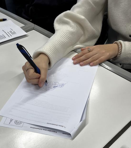 Einen wissenschaftlichen Blick ins Innenleben des Schweinegehirns