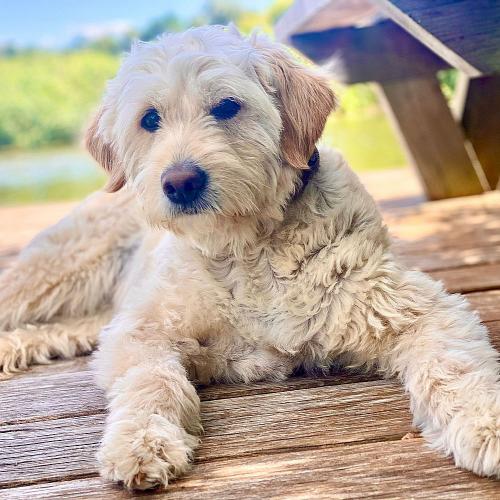 Kuschliger Lehrmeister in Sachen Respekt & Vertrauen: EFG Schulhund Brezel und seine AG stellen sich vor